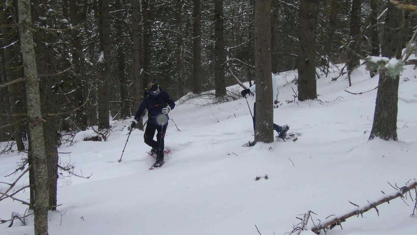 Ruta guiada amb raquetes pels boscos de pi negre de La Molina